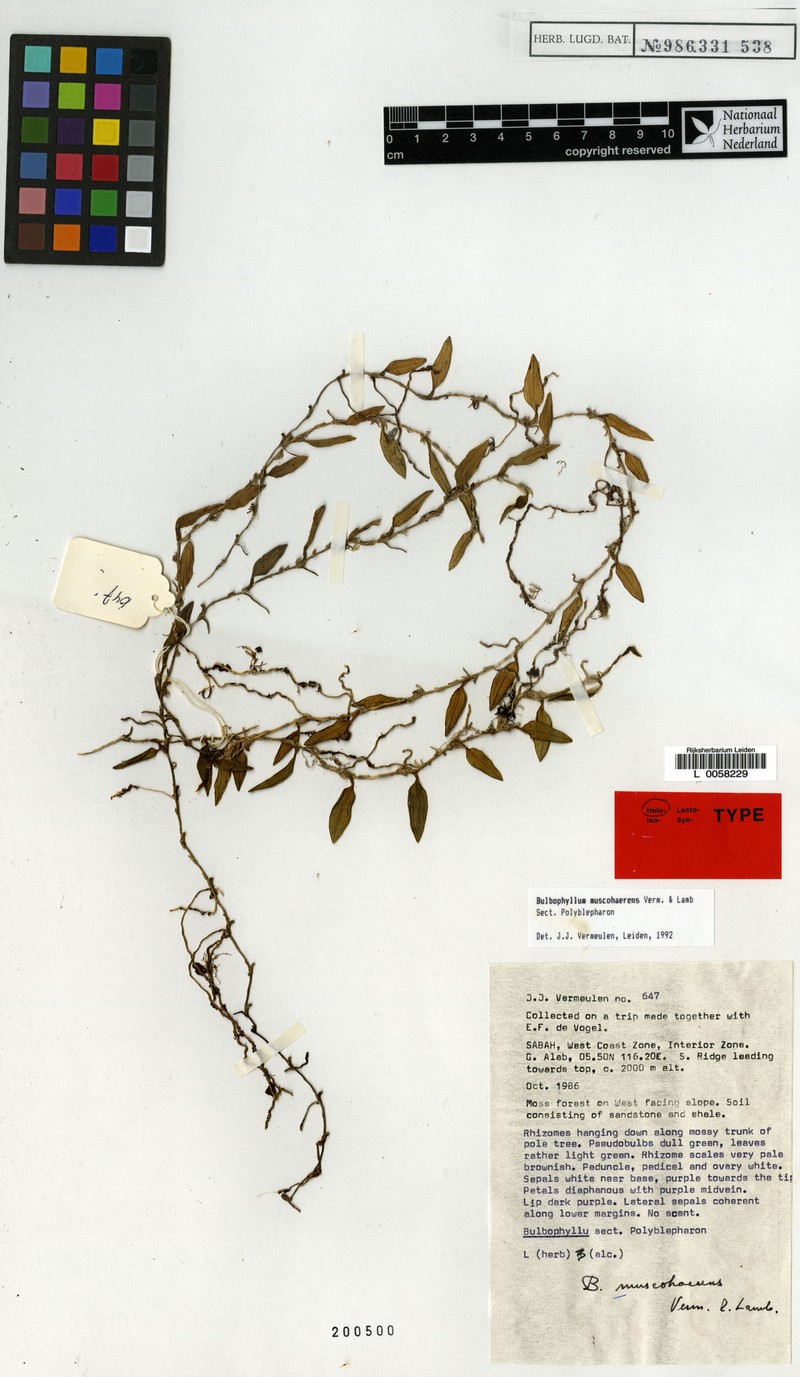 Bulbophyllum muscohaerens