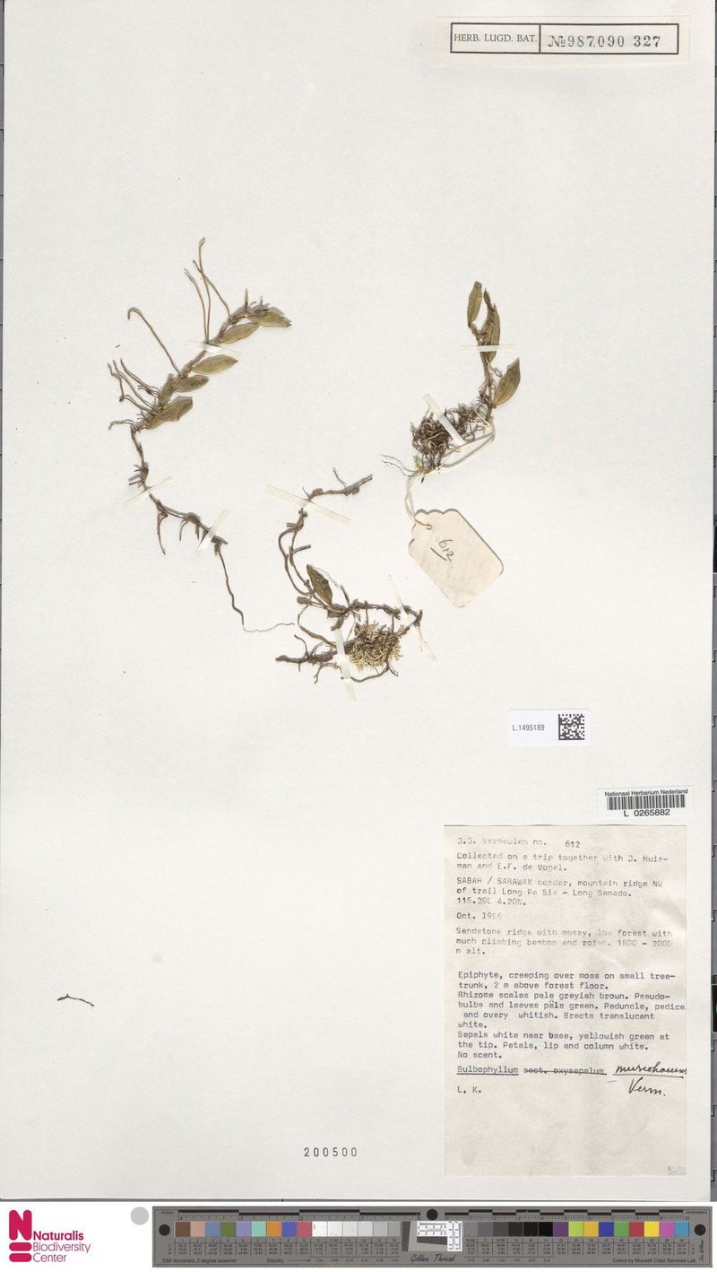Bulbophyllum muscohaerens photo 2