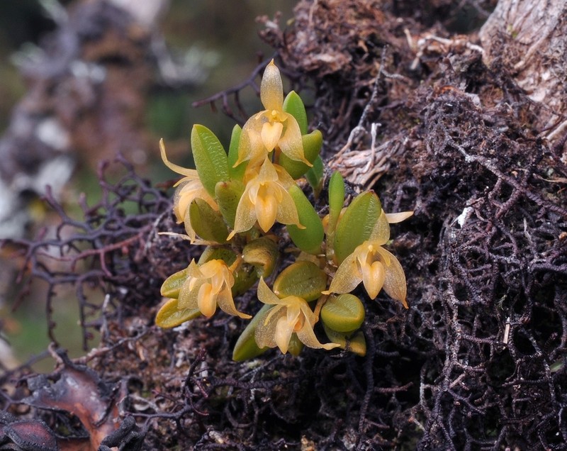 Bulbophyllum mutabile