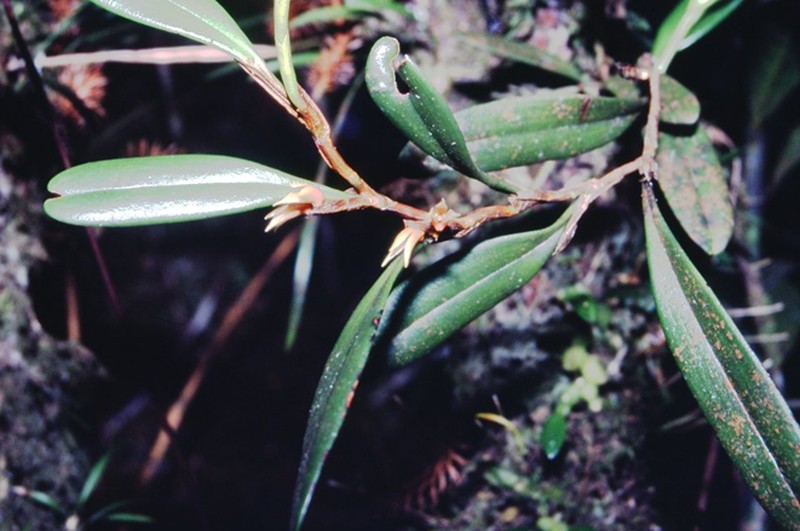 Bulbophyllum mutabile photo 2