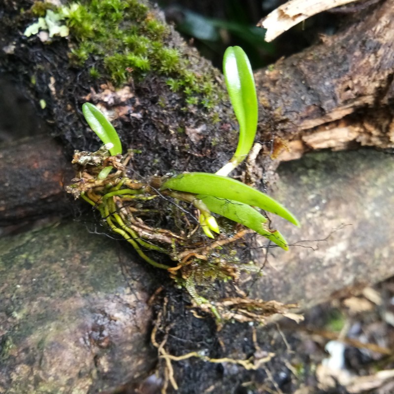 Bulbophyllum mutabile photo 3