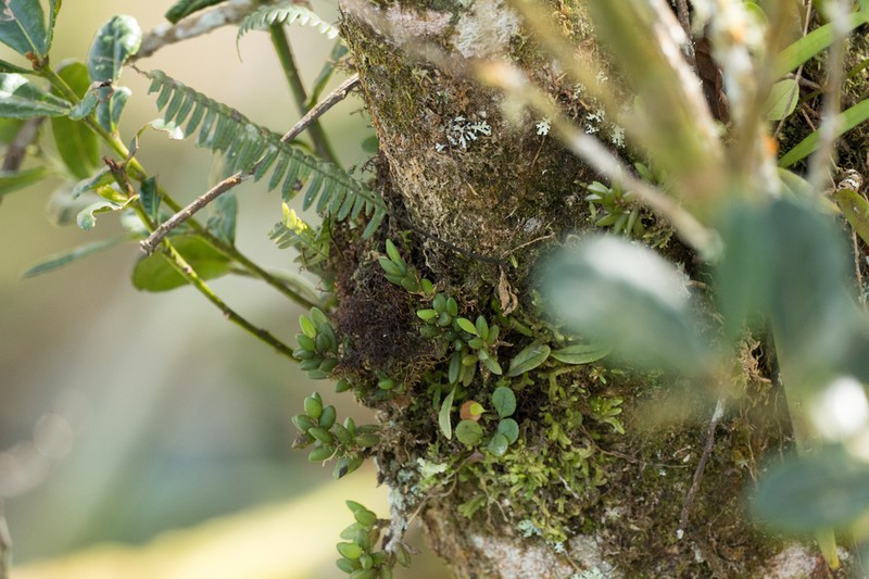 Bulbophyllum mutabile photo 4