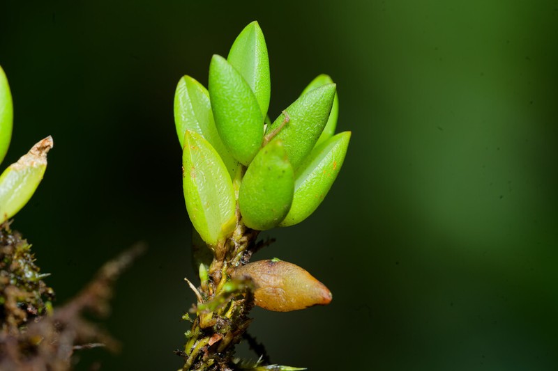 Bulbophyllum mutabile photo 5
