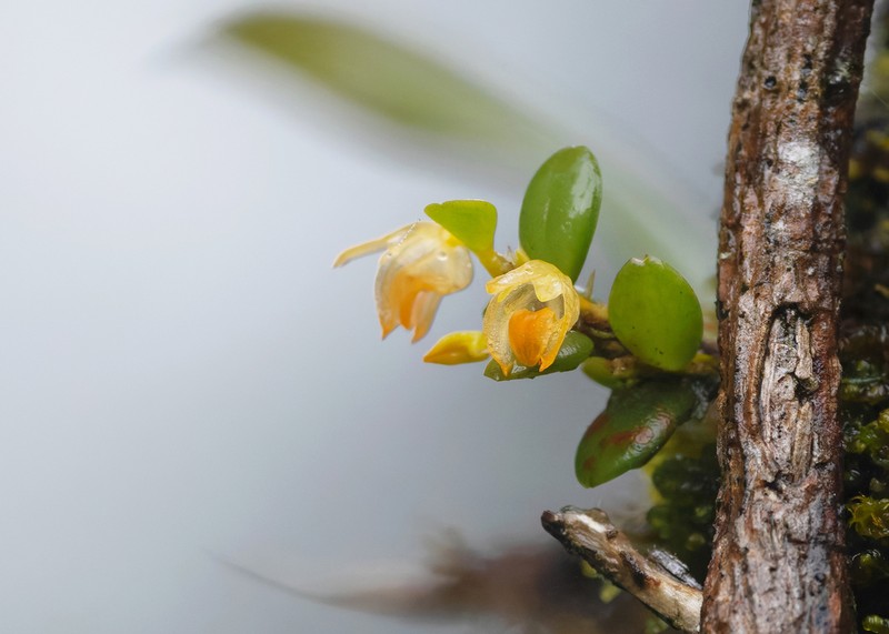 Bulbophyllum mutabile photo 6