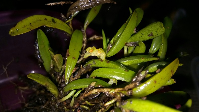 Bulbophyllum mutabile photo 7