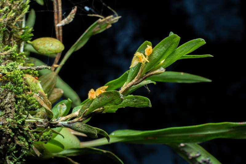 Bulbophyllum mutabile photo 8