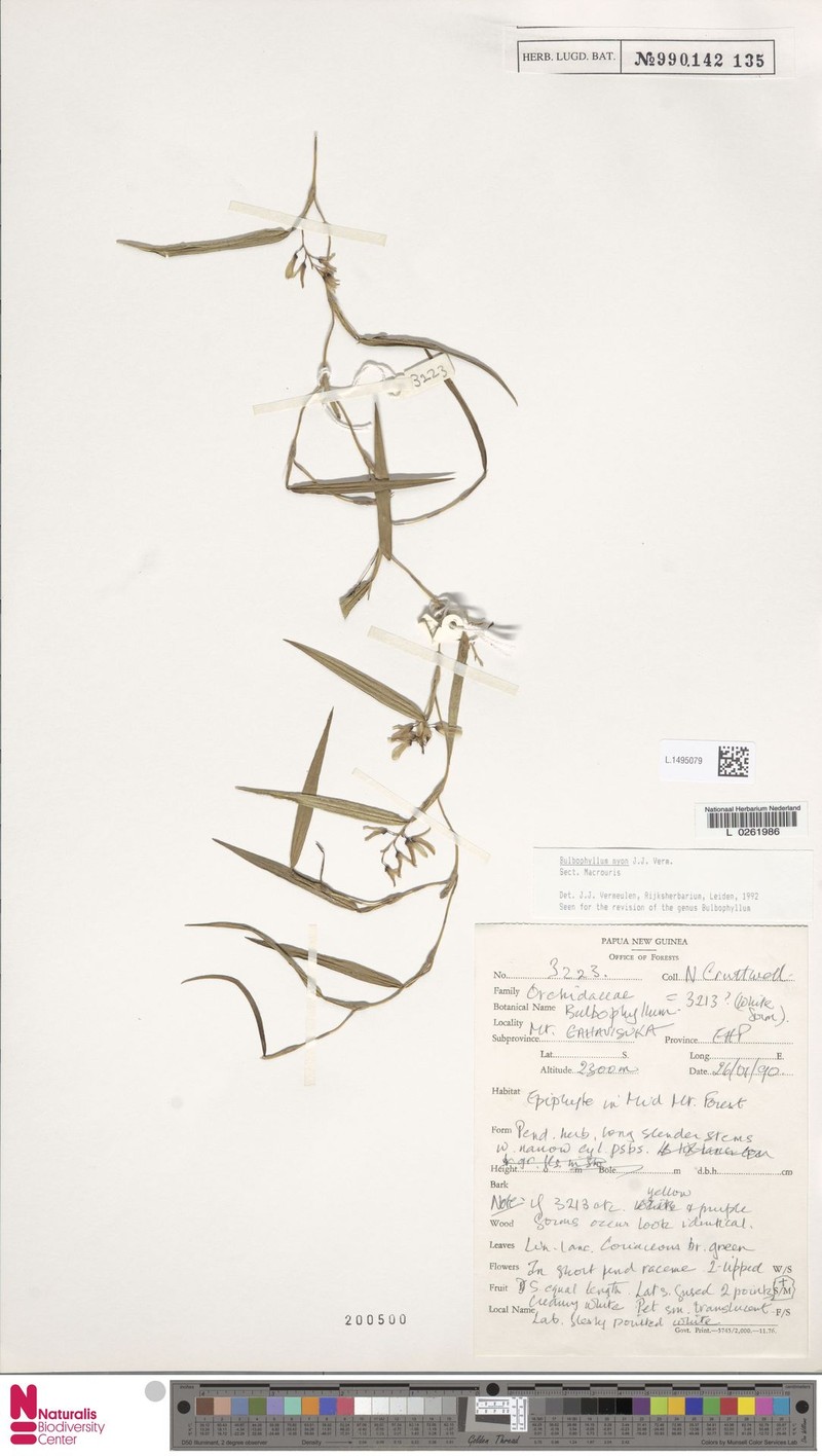 Bulbophyllum myon