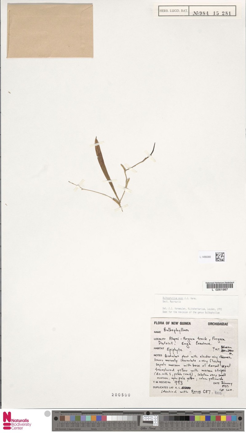 Bulbophyllum myon photo 2