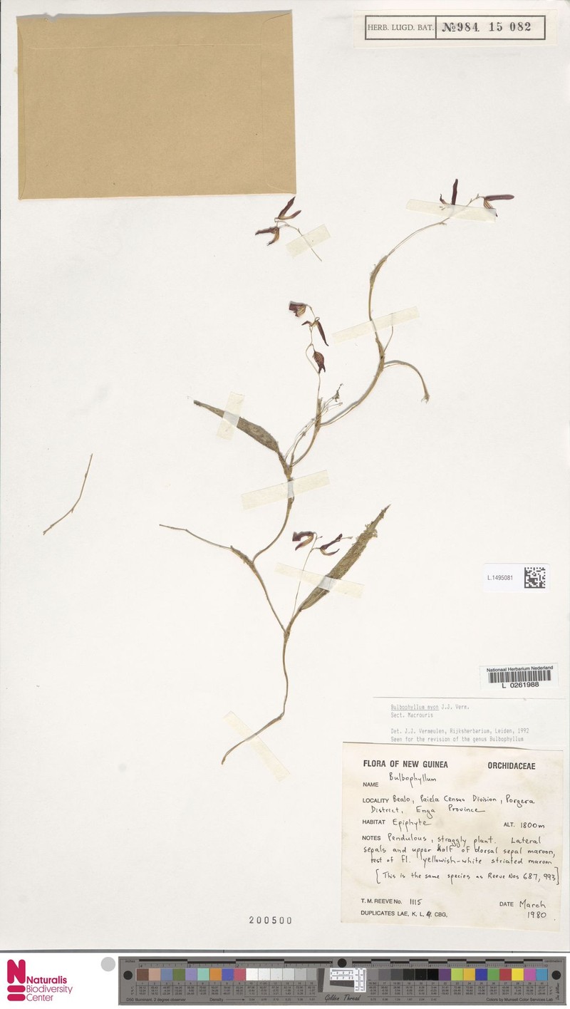 Bulbophyllum myon photo 3