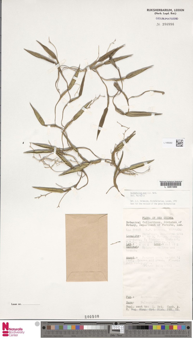 Bulbophyllum myon photo 4