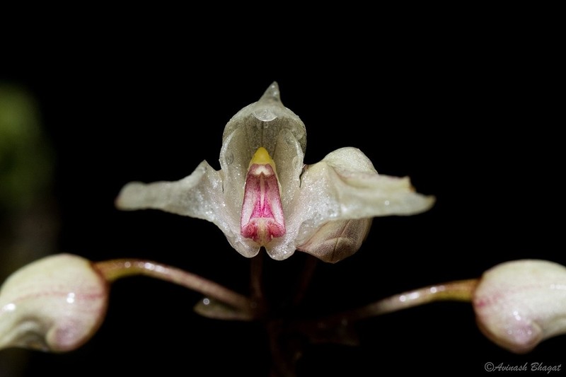 Bulbophyllum mysorense photo 2
