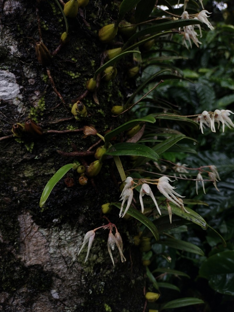Bulbophyllum mysorense photo 3