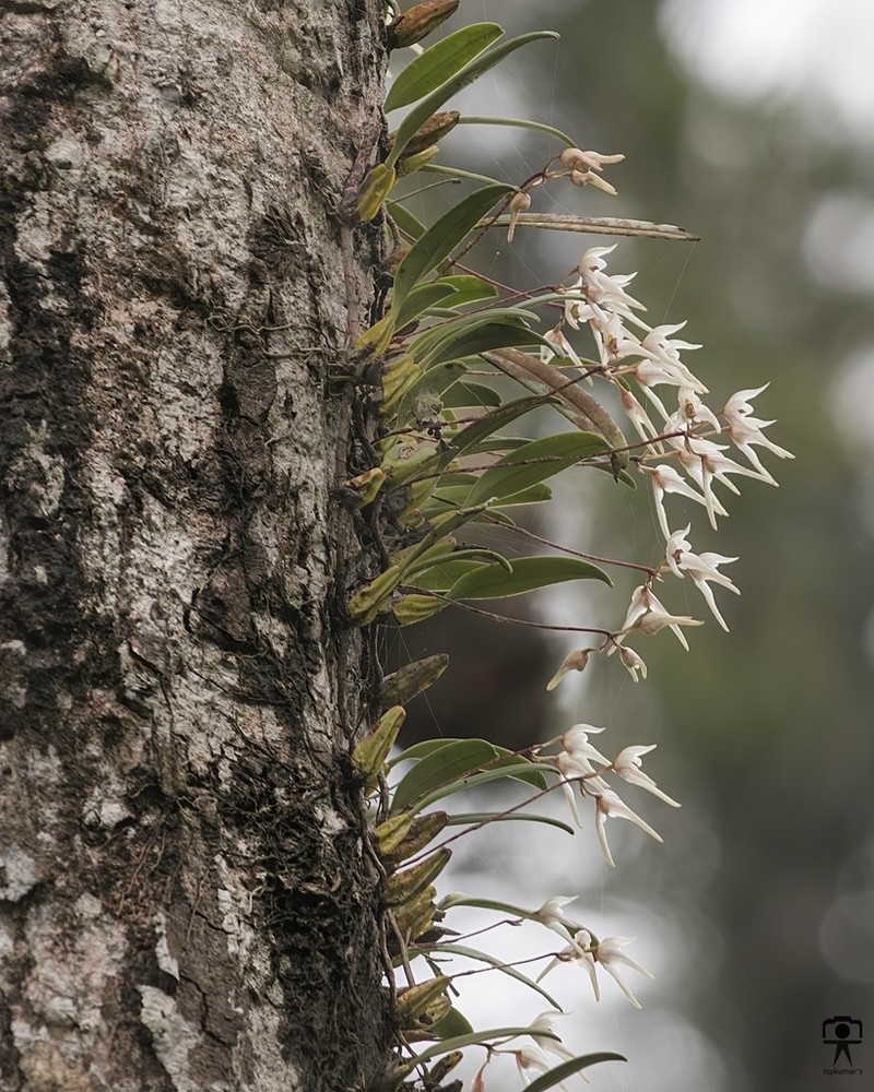 Bulbophyllum mysorense photo 4