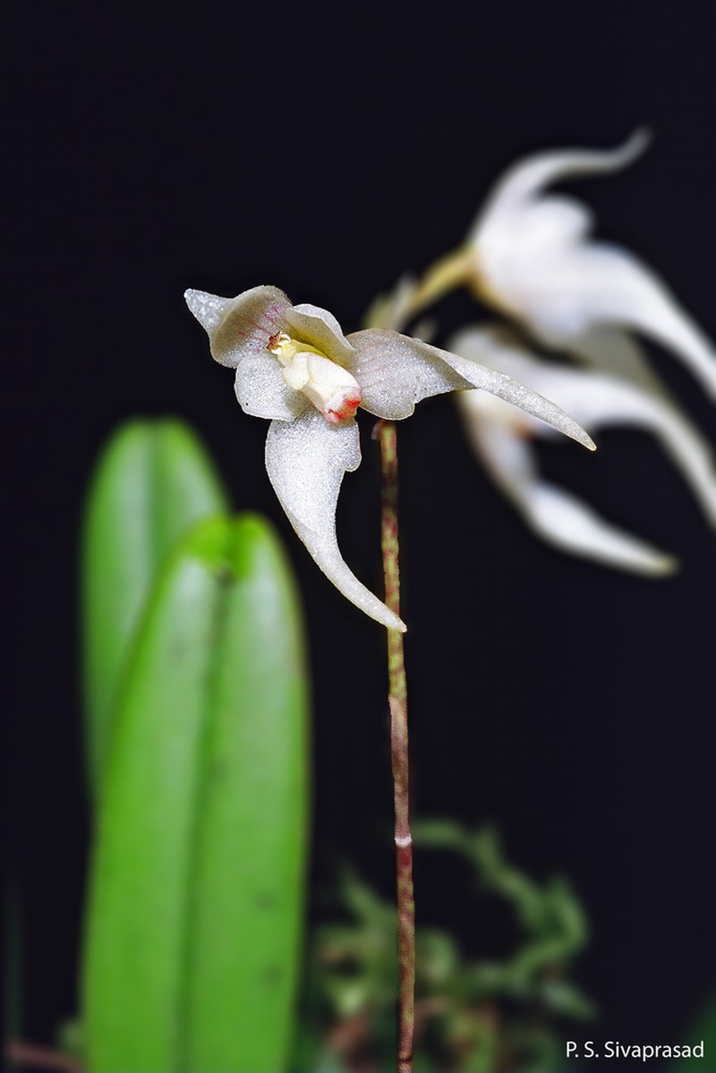Bulbophyllum mysorense photo 5