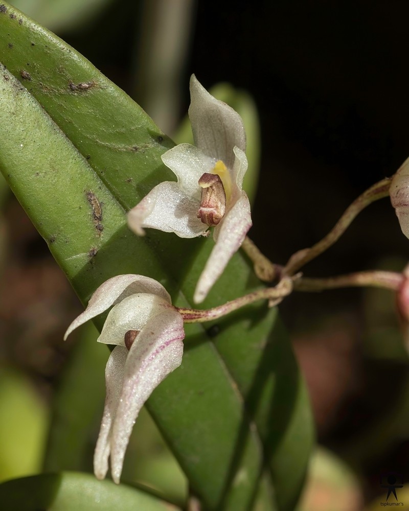 Bulbophyllum mysorense photo 6