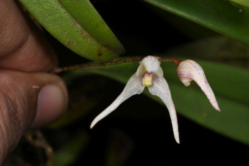 Bulbophyllum mysorense photo 7