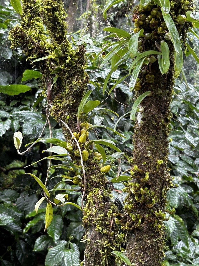 Bulbophyllum mysorense photo 8
