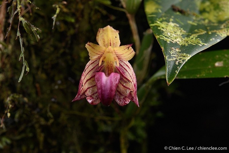 Bulbophyllum nabawanense