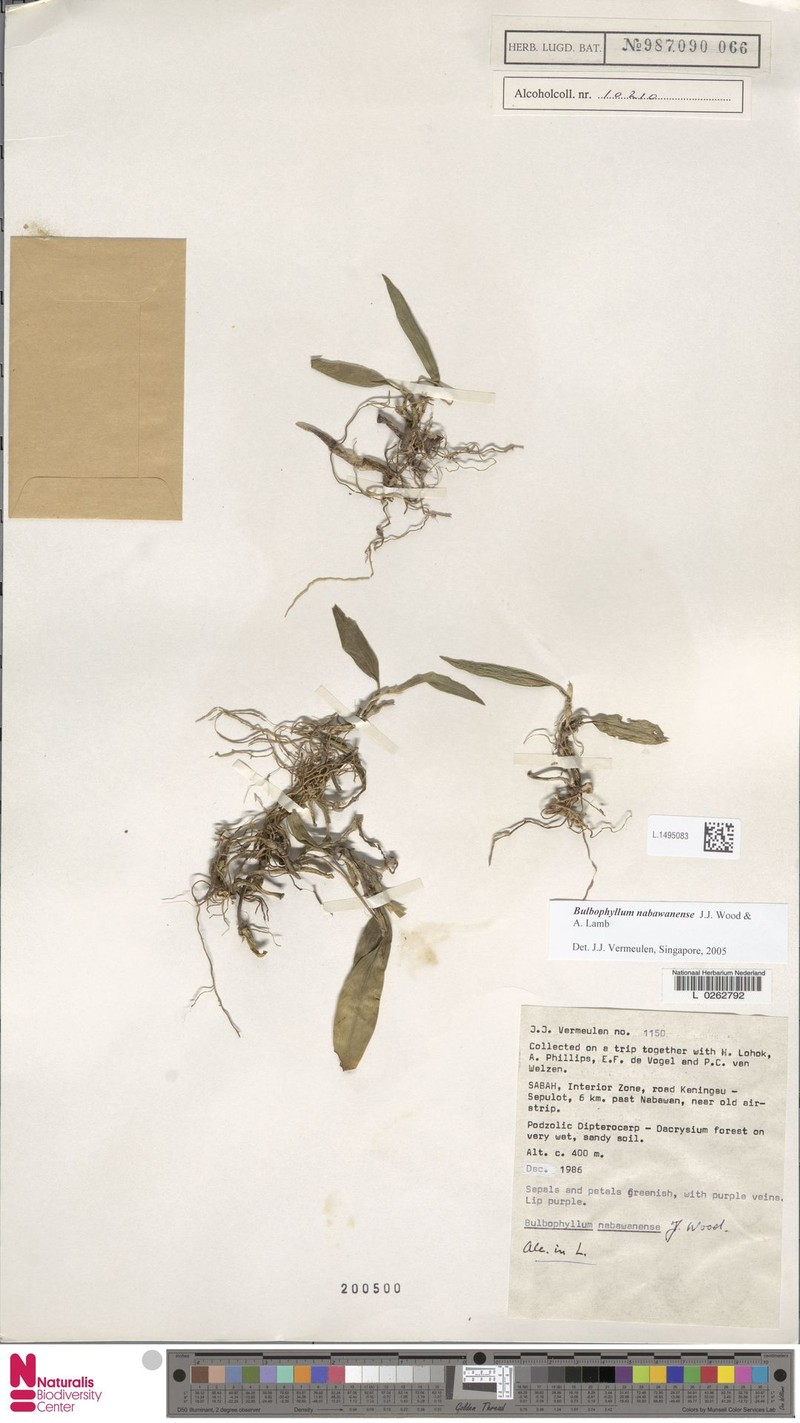 Bulbophyllum nabawanense photo 2