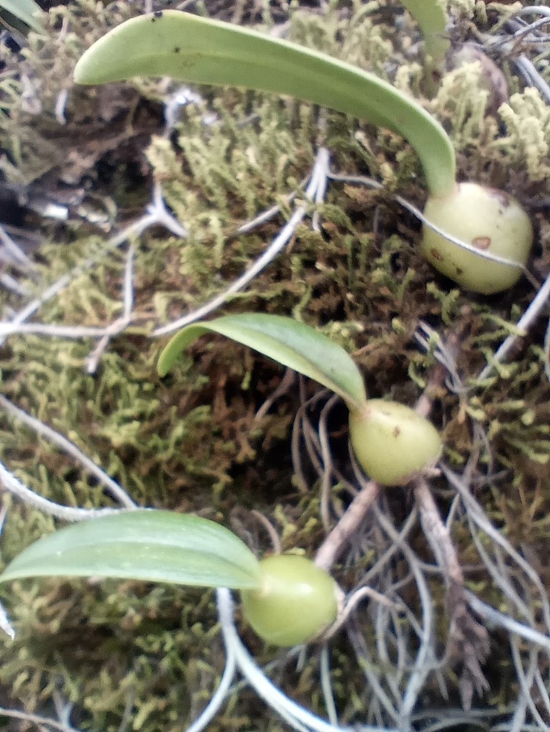 Bulbophyllum nagelii