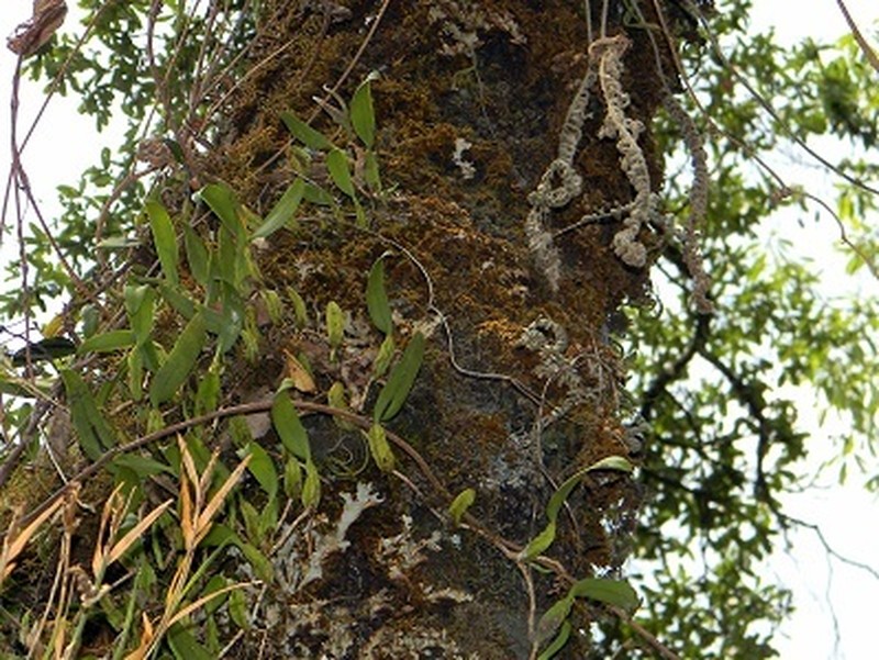 Bulbophyllum nagelii photo 3