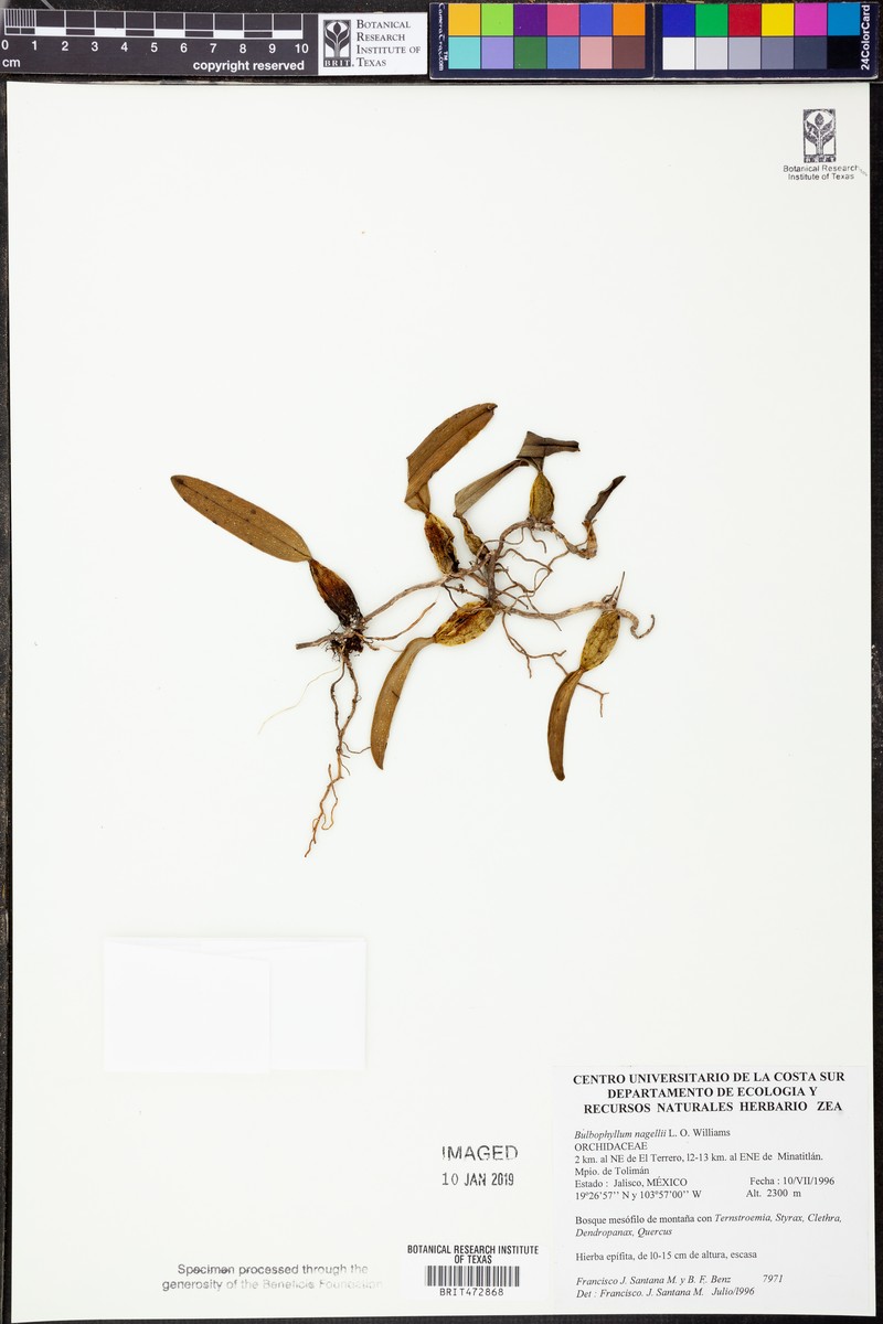 Bulbophyllum nagelii photo 4