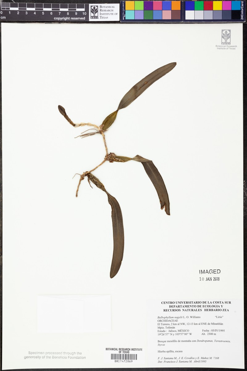 Bulbophyllum nagelii photo 5