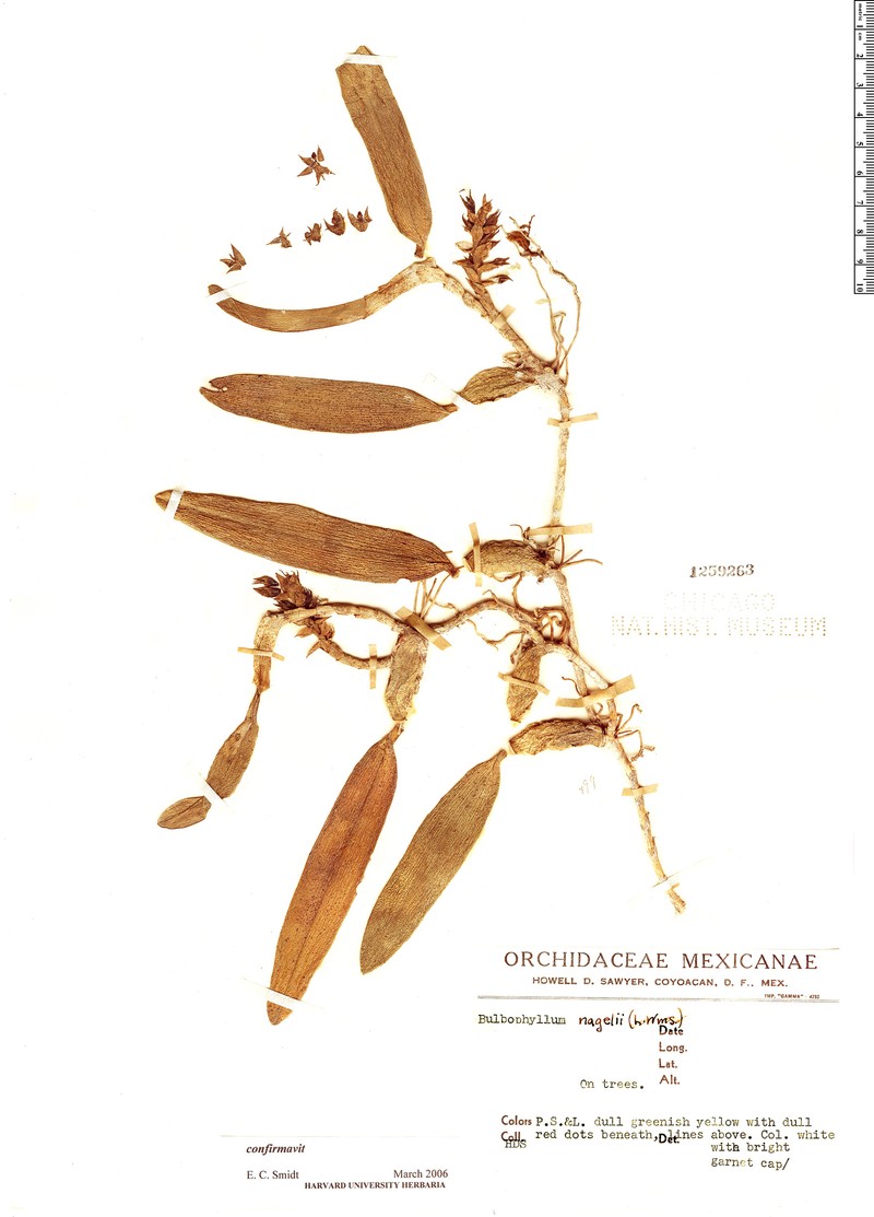Bulbophyllum nagelii photo 6