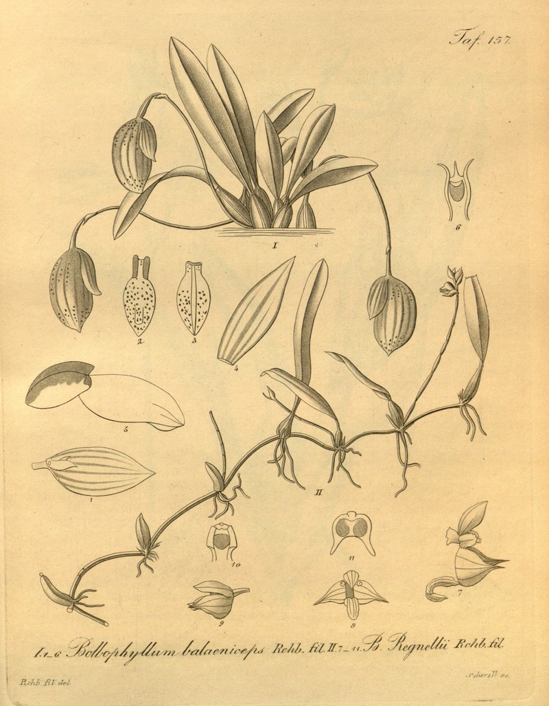 Bulbophyllum napellii