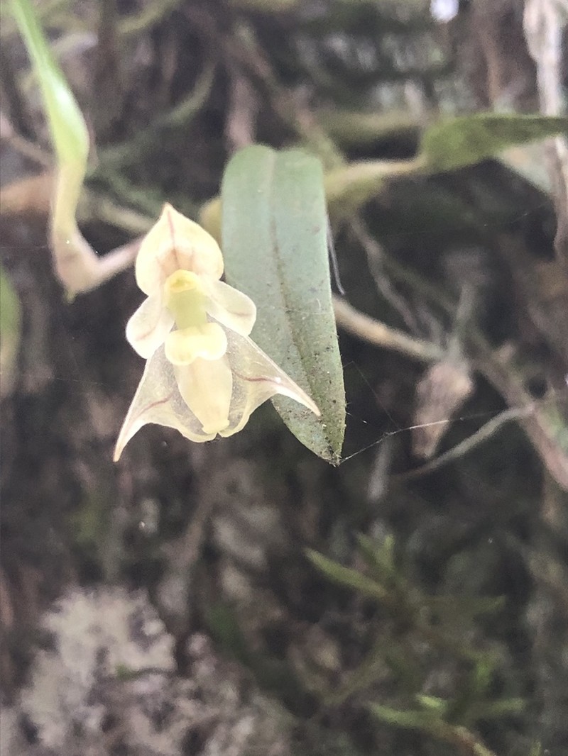 Bulbophyllum napellii photo 2