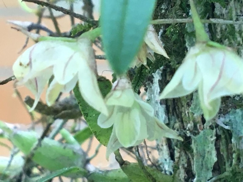 Bulbophyllum napellii photo 3