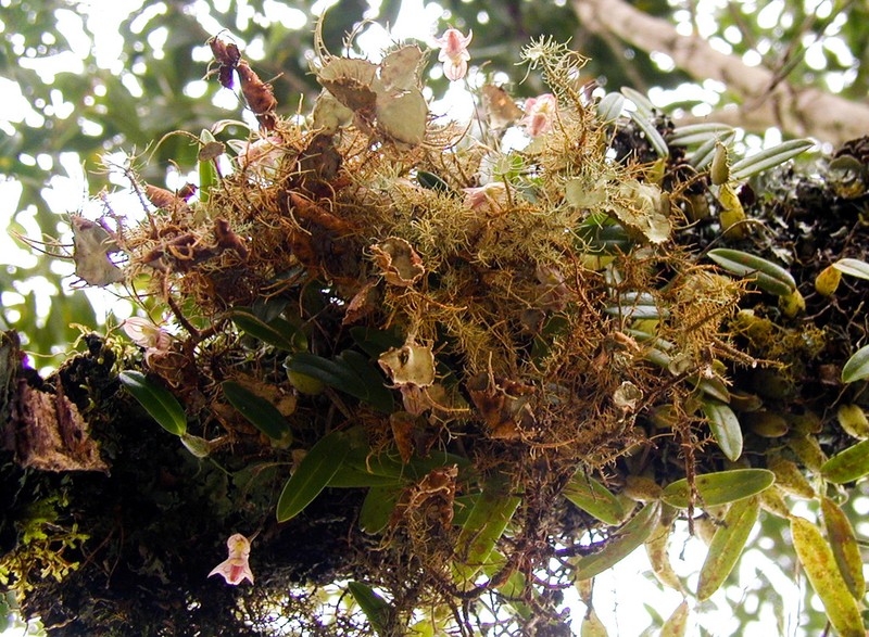 Bulbophyllum napellii photo 4