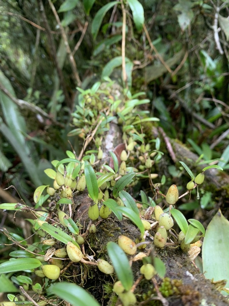 Bulbophyllum napellii photo 5