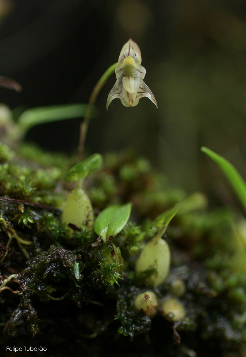 Bulbophyllum napellii photo 6