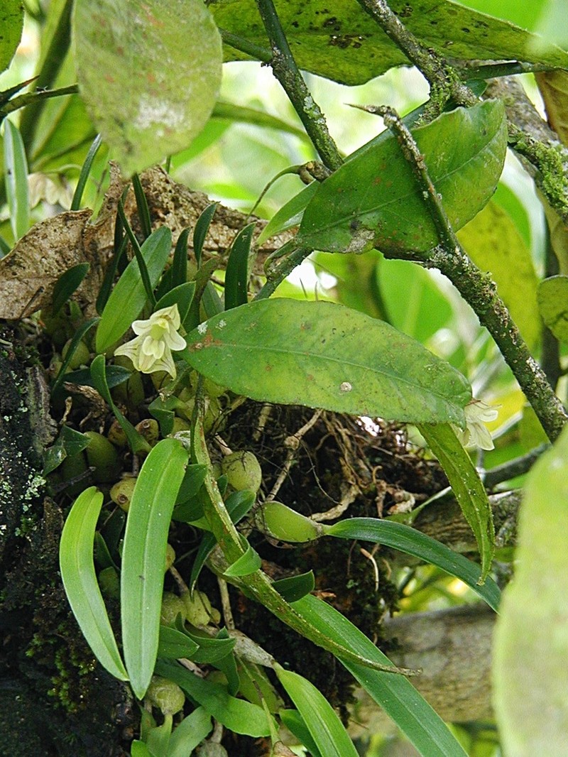 Bulbophyllum napellii photo 7