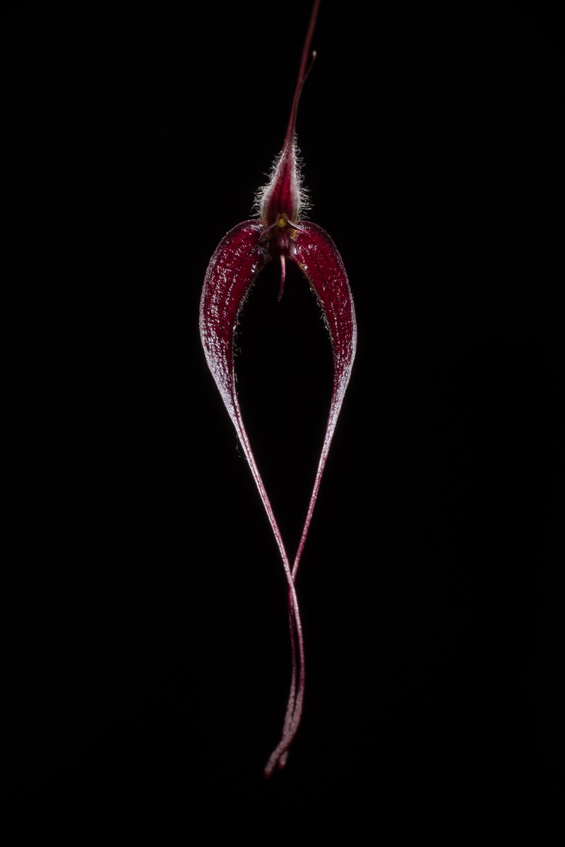 Bulbophyllum nasica