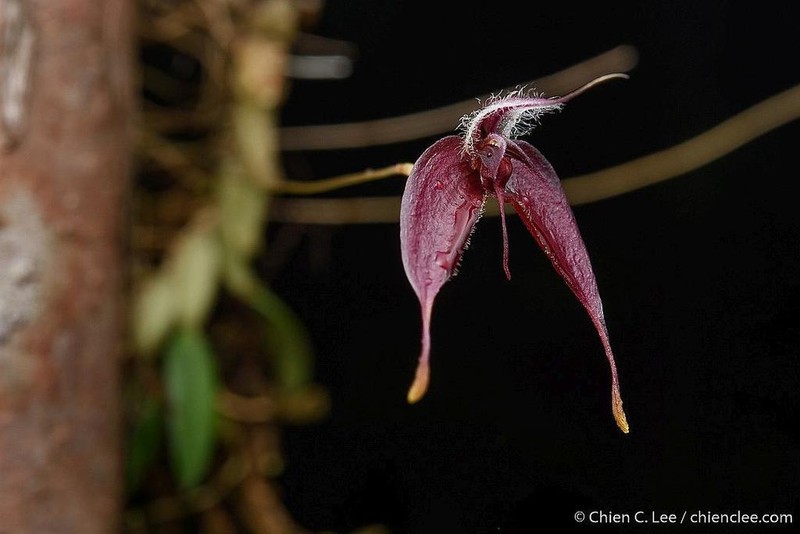 Bulbophyllum nasica photo 2