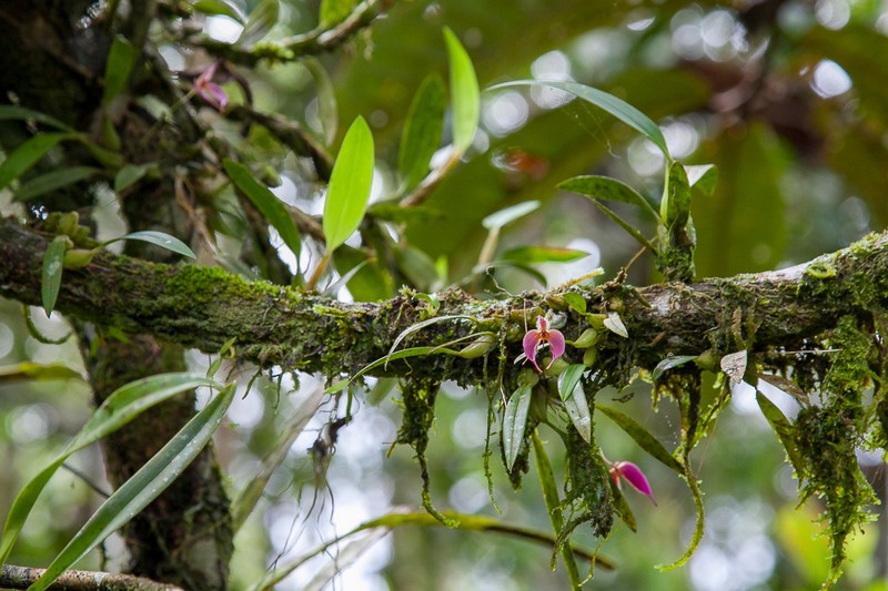 Bulbophyllum nasica photo 3