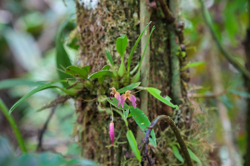 Bulbophyllum nasica photo 4