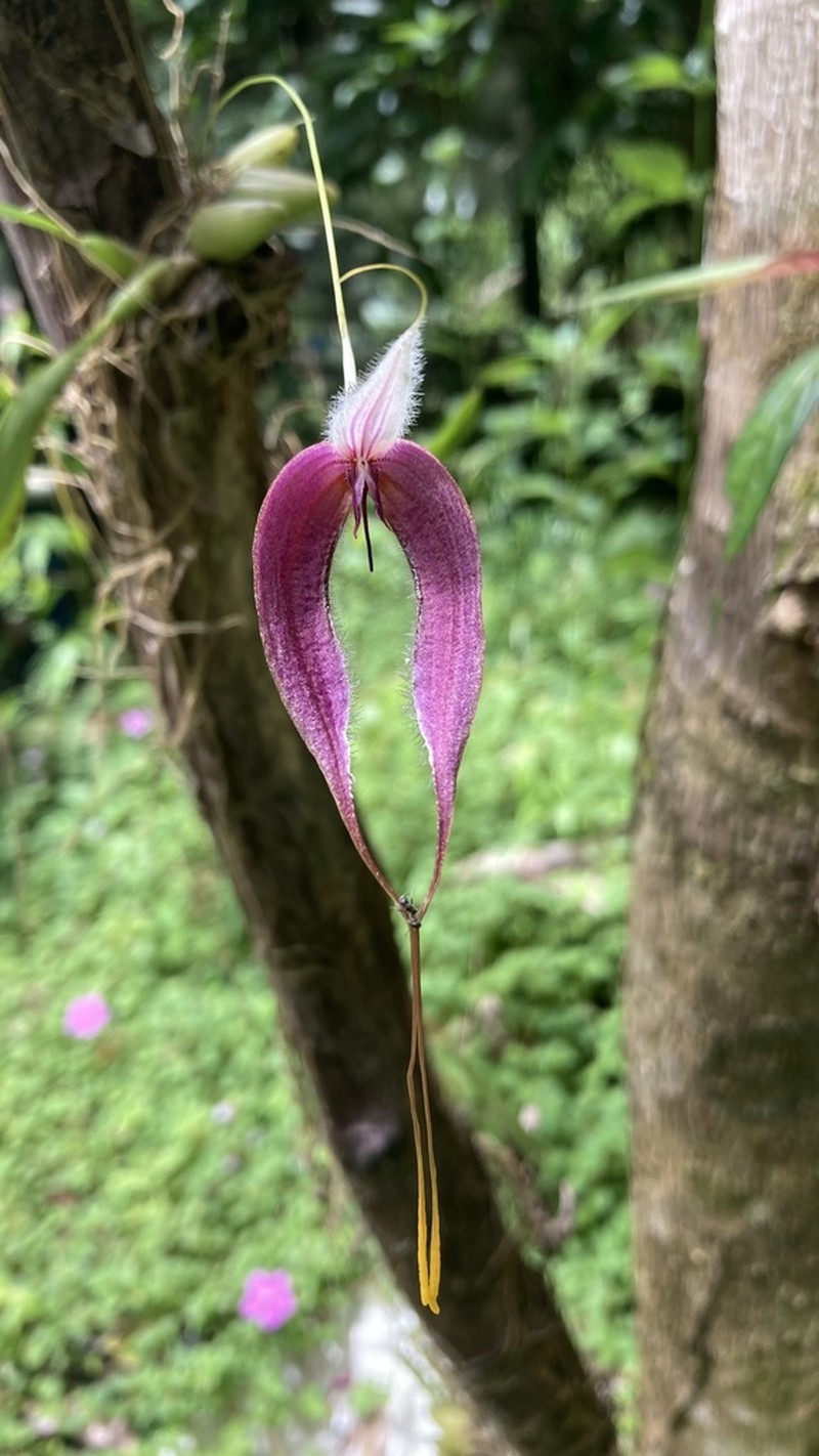 Bulbophyllum nasica photo 5