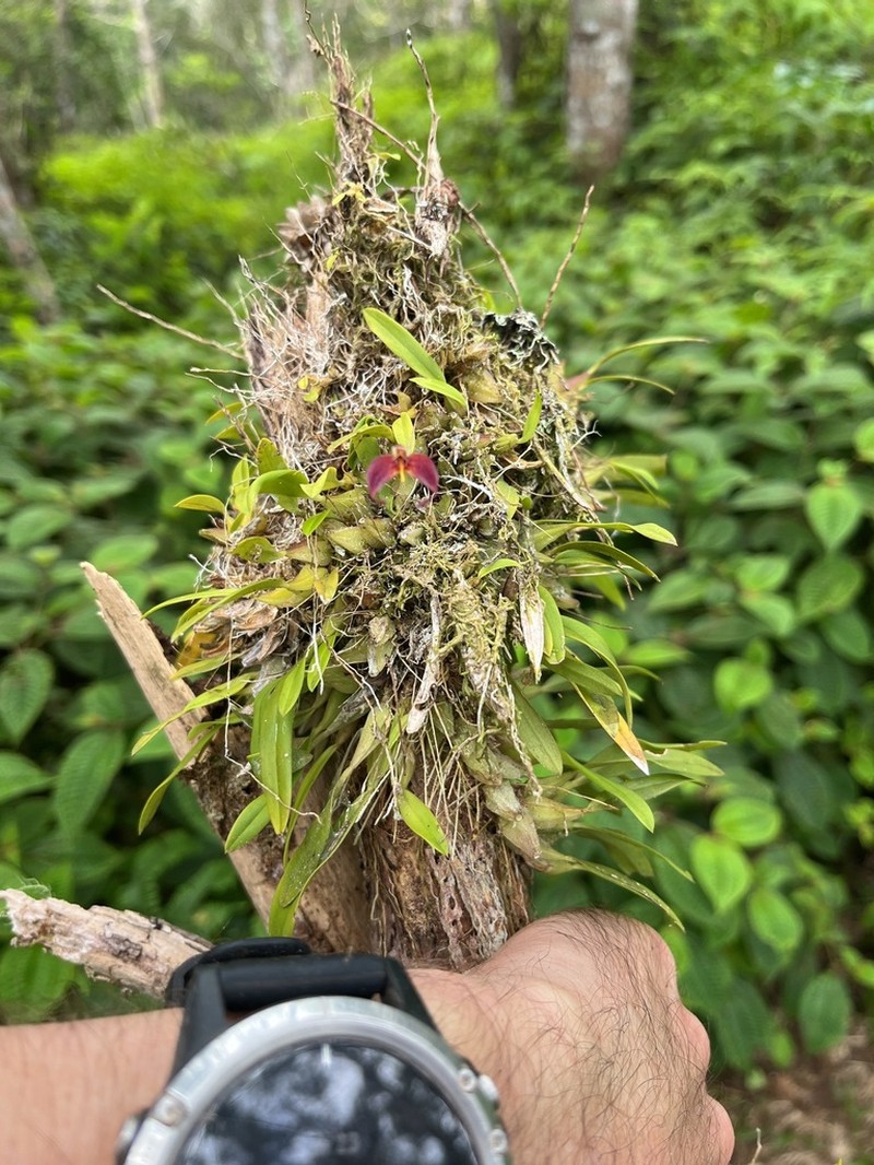 Bulbophyllum nasica photo 6