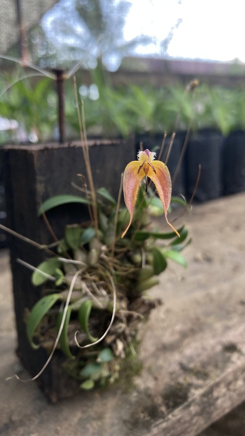 Bulbophyllum nasica photo 7