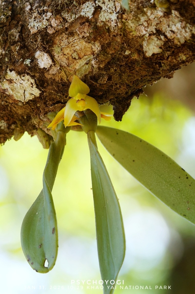 Bulbophyllum nasutum