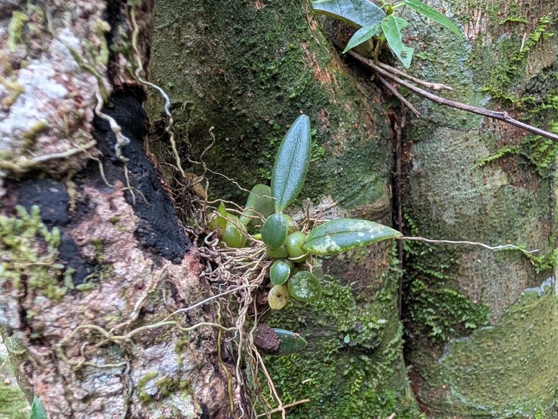 Bulbophyllum nasutum photo 2