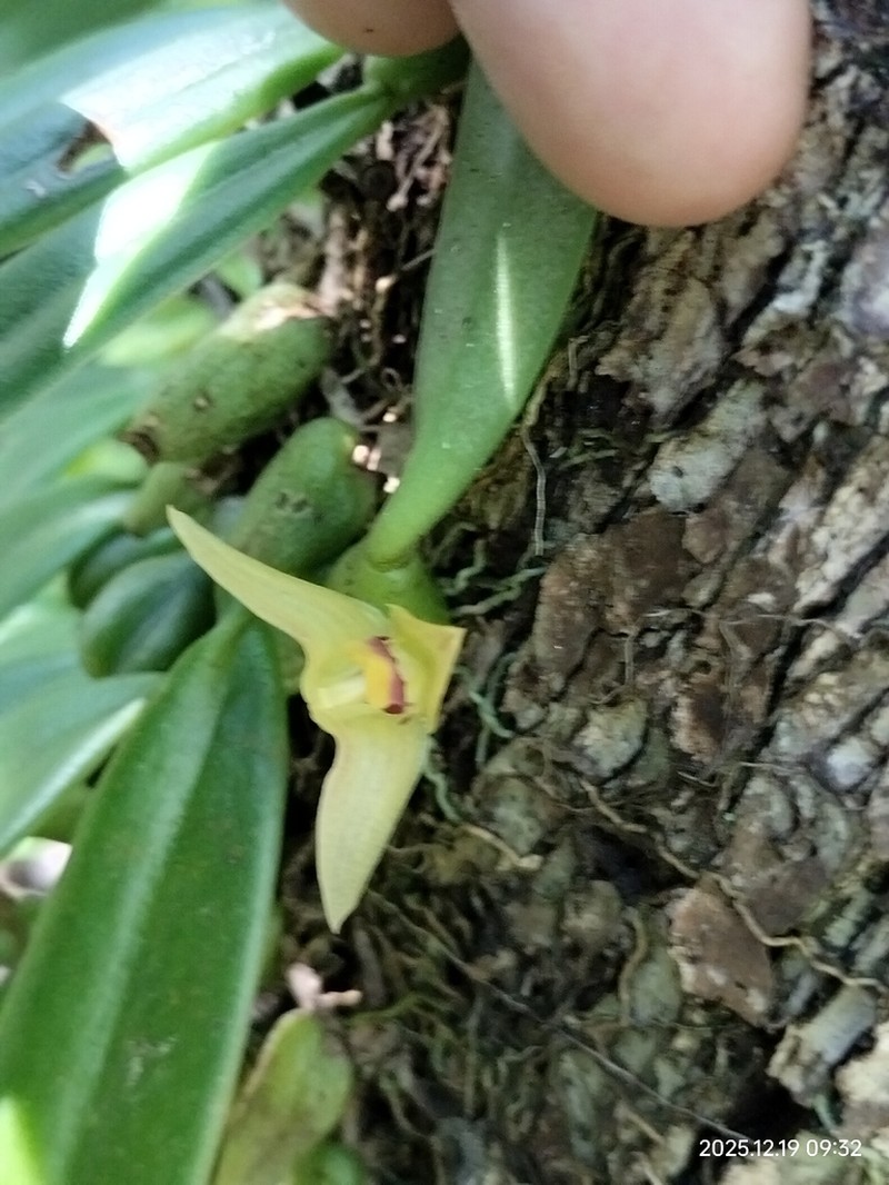 Bulbophyllum nasutum photo 3