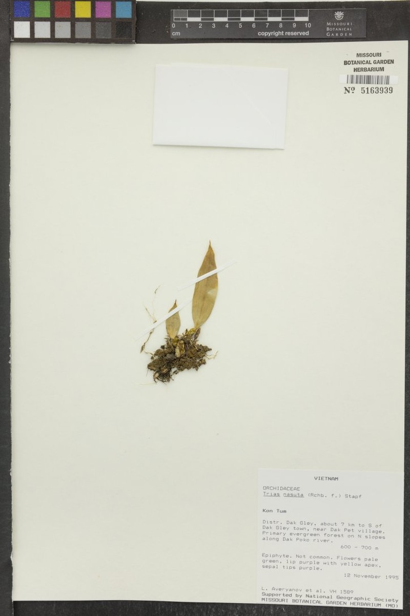 Bulbophyllum nasutum photo 5