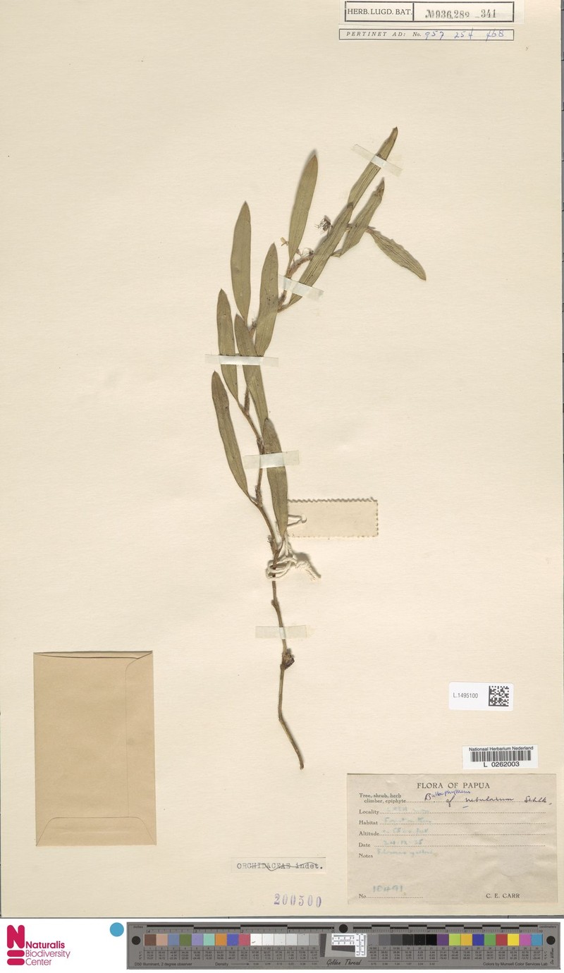 Bulbophyllum nebularum photo 2