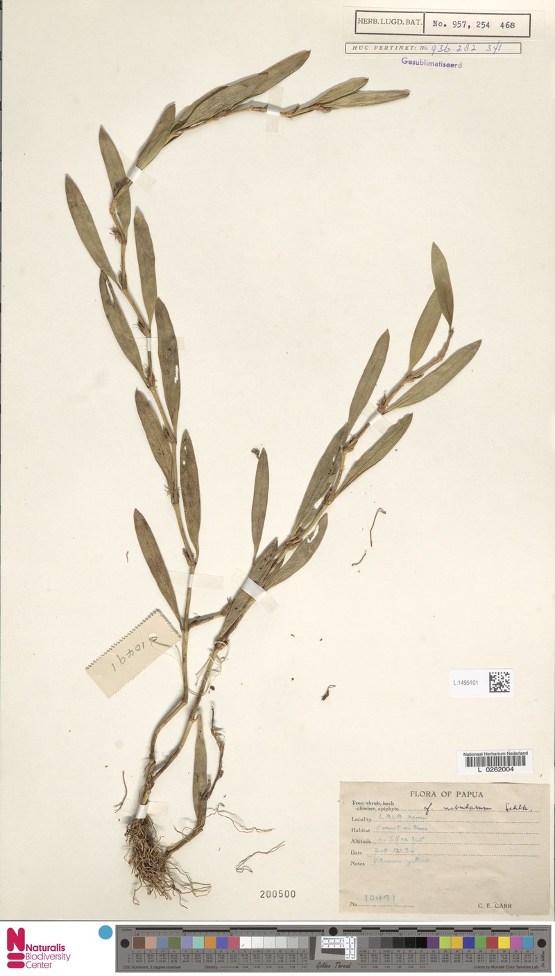 Bulbophyllum nebularum photo 3