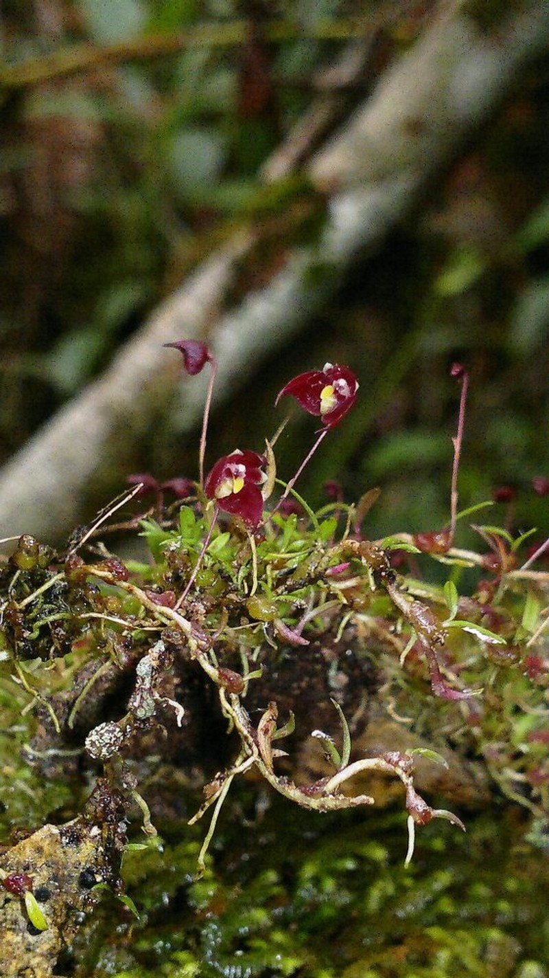 Bulbophyllum neglectum