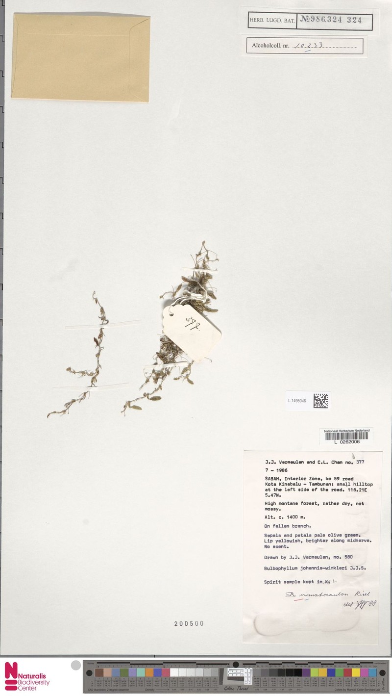 Bulbophyllum nematocaulon